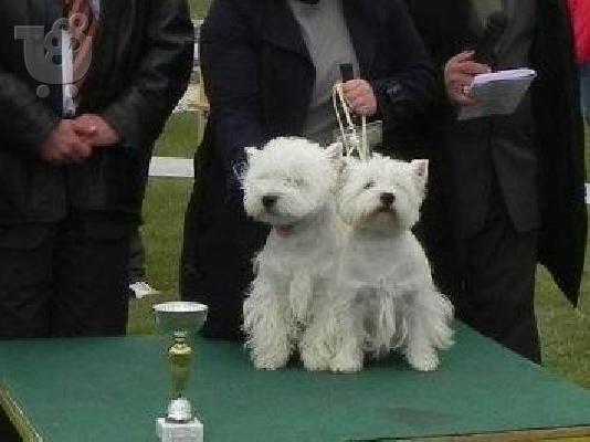 West highland terrier καθαροαιμα αθηνα-κρητη 6940048695